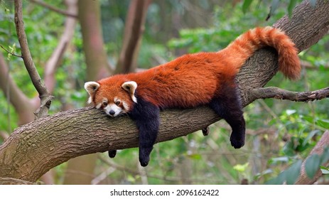 Red panda at the Chengdu Panda Base in Sichuan province, China - Shutterstock ID 2096162422