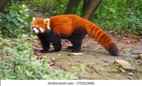 red panda, Chengdu Research Base of Giant Panda Breeding, Chaina - Shutterstock ID 1753123481