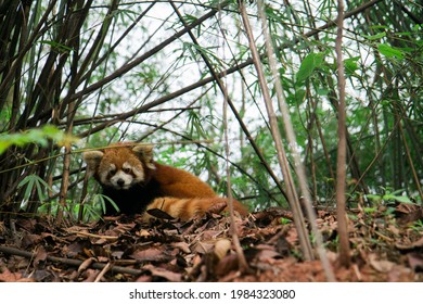 Red Panda At Chengdu Research Base Of Giant Panda Breeding