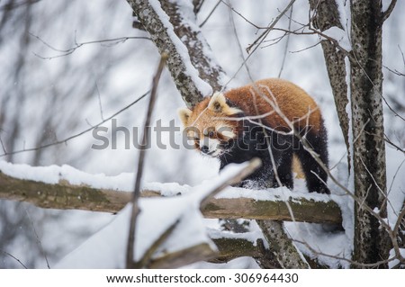 red panda climb on the tree