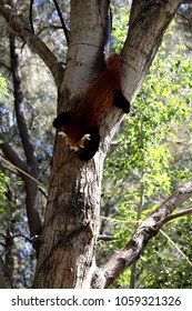Red panda climbing down a tree