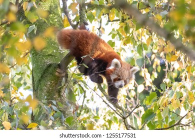Red panda climbing down a tree