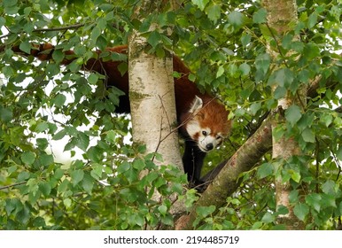 Red panda climbing down a tree