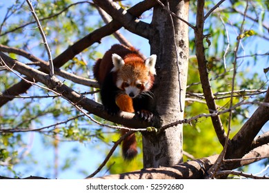 Red Panda climbing down tree.  Ailurus fulgens - Adelaide Zoo, Australia