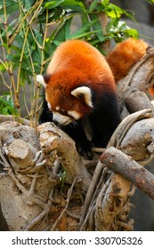 Red panda climbing on tree at zoo - Shutterstock ID 330705326