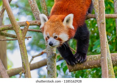 Red panda climbing and searching through some trees - Shutterstock ID 1185162928