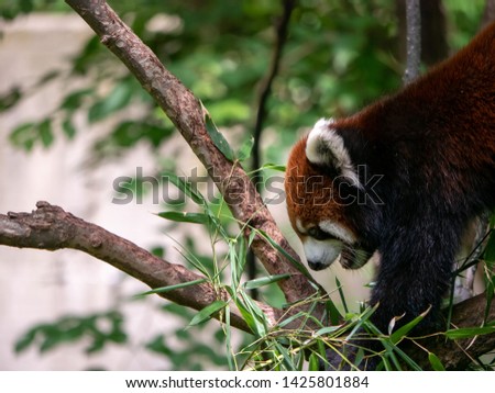 Red Panda Climbing a Tree