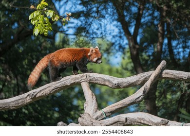 Red panda climbing a tree at the zoo - Powered by Shutterstock