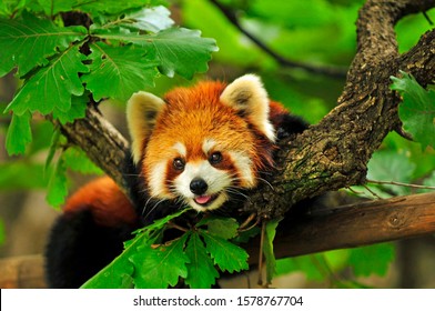 Red panda climbs a tree