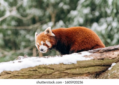 Red Panda climbs a tree in winter with green bushes in the background - Shutterstock ID 1605920236