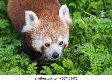 Red Panda close up of face