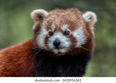 Red panda close up portrait in forest - Powered by Shutterstock