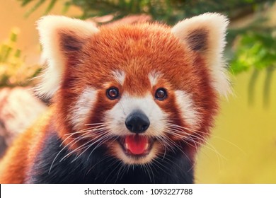 Red panda, close-up - Shutterstock ID 1093227788