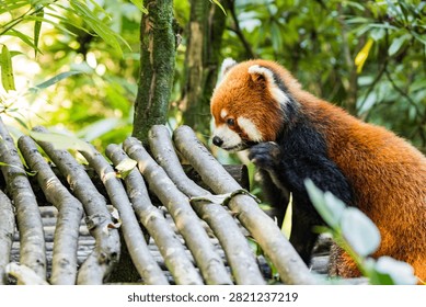 Red panda close-up looking at camera in tree, red panda portrait in Chengdu, China.