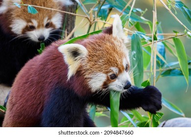 Red Panda Cub Eating Bamboo Leaf.