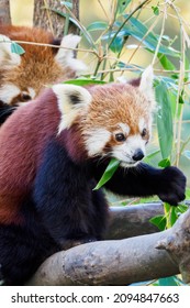 Red Panda Cub Eating Bamboo Leaf.