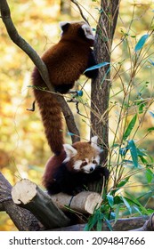 Red Panda Cub Eating Bamboo Leaf.