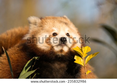red panda cub isolated