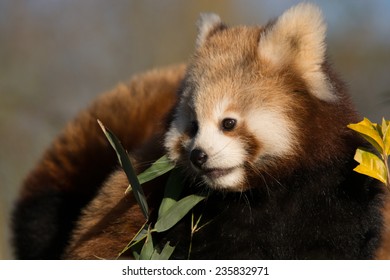 Red Panda Cub Looking The Left