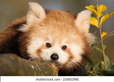 Red Panda Cub Resting On Branch