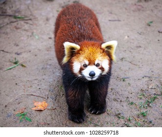 Red Panda cute animal