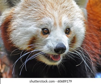 Red Panda At Dublin Zoo