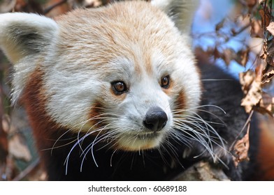 Red Panda At Dublin Zoo