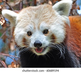 Red Panda At Dublin Zoo