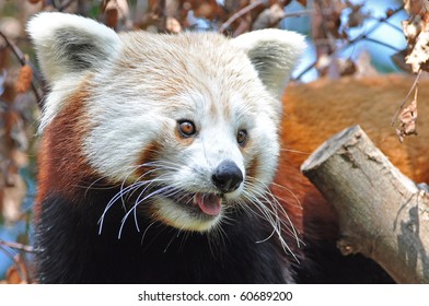 Red Panda At Dublin Zoo