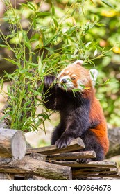 The red panda eating bamboo