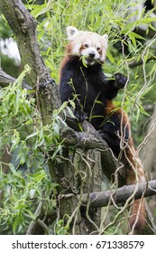 Red panda eating bamboo leaves.