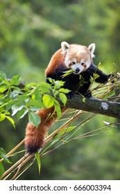 Red panda eating bamboo shoots. The red panda, or bear-cat, is an endangered species indigenous to China & Nepal.