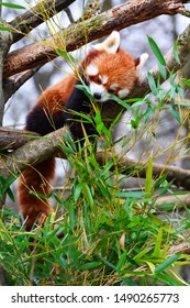 a red panda eats leaves of bamboo - Shutterstock ID 1490265773