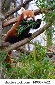 a red panda eats leaves of bamboo on a tree - Shutterstock ID 1490597621