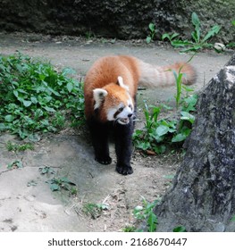 A Red Panda In Its Enclosure 