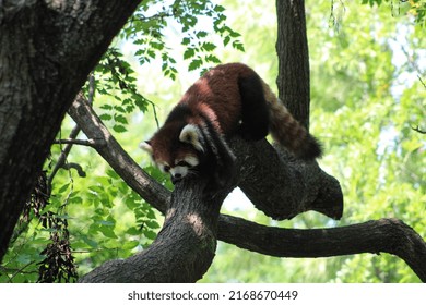 A Red Panda In Its Enclosure 