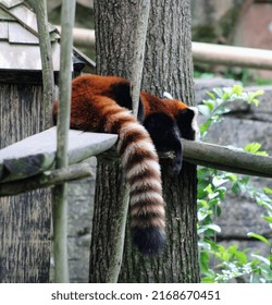 A Red Panda In Its Enclosure 