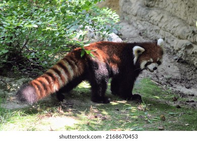 A Red Panda In Its Enclosure 