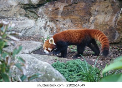 A Red Panda In An Enclosure In New South Wales