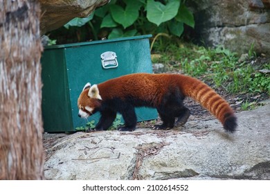 A Red Panda In An Enclosure In New South Wales