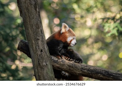 A red panda, an endangered species, rests on tree logs in a natural reserve, surrounded by lush vegetation, highlighting conservation efforts - Powered by Shutterstock