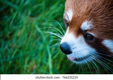 Red panda face close up