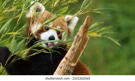 Red Panda With Favourite Food