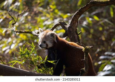 The Red Panda Feeds Mainly On Bamboo And Other Plants. An Extended Wrist Bone That Functions Like A Real Thumb Forms A Sixth Finger.