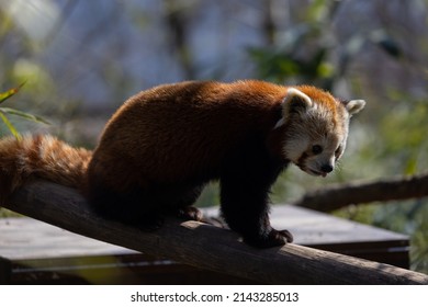 The Red Panda Feeds Mainly On Bamboo And Other Plants. An Extended Wrist Bone That Functions Like A Real Thumb Forms A Sixth Finger.