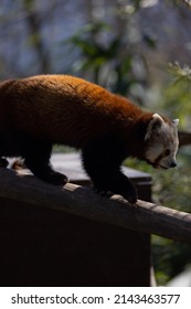 The Red Panda Feeds Mainly On Bamboo And Other Plants. An Extended Wrist Bone That Functions Like A Real Thumb Forms A Sixth Finger.