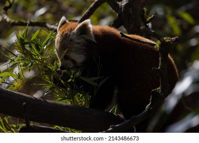 The Red Panda Feeds Mainly On Bamboo And Other Plants. An Extended Wrist Bone That Functions Like A Real Thumb Forms A Sixth Finger.