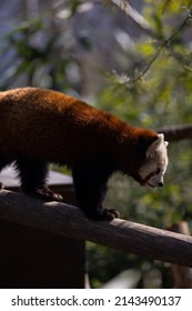 The Red Panda Feeds Mainly On Bamboo And Other Plants. An Extended Wrist Bone That Functions Like A Real Thumb Forms A Sixth Finger.