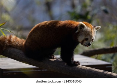 The Red Panda Feeds Mainly On Bamboo And Other Plants. An Extended Wrist Bone That Functions Like A Real Thumb Forms A Sixth Finger.