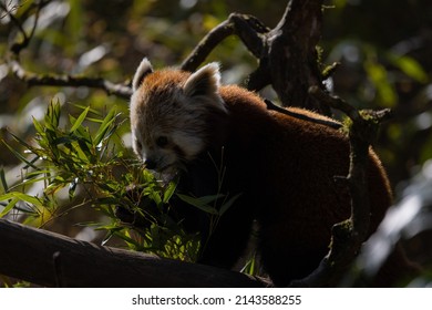 The Red Panda Feeds Mainly On Bamboo And Other Plants. An Extended Wrist Bone That Functions Like A Real Thumb Forms A Sixth Finger.